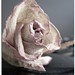 Rose Jerry Photo 29
