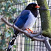 Bill Blue Photo 36