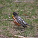 Robin Carlson Photo 42