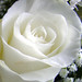 Sandy Rose Photo 38