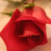 Rose Horton Photo 41