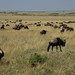Kenya Beard Photo 14