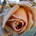 Rose Platt Photo 27