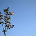 Frank Blossom Photo 16