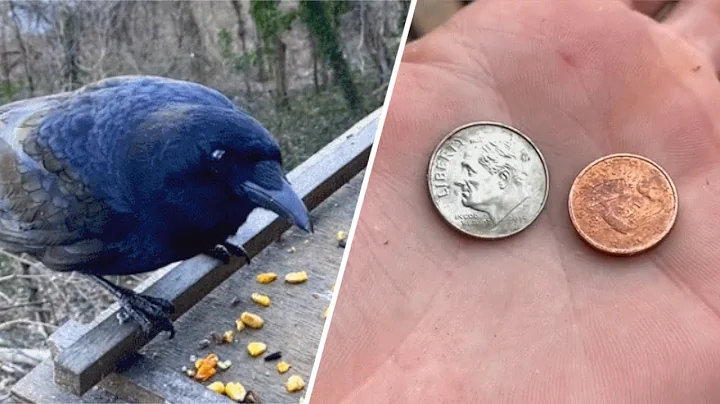 Penny Crow Photo 23