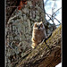 Chris Donelson Photo 27