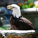 Christopher Eagle Photo 24