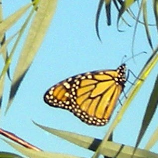 Karen Hardy Photo 10