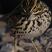 Barbara Sparrow Photo 23