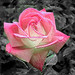 Roger Rose Photo 38