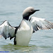 Cecil Brown Photo 40