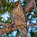 Linda Hawk Photo 36
