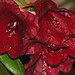 Jeannie Black Photo 26