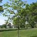 Cynthia Plant Photo 24