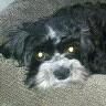 Dean Battaglia Photo 4