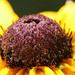 Susan Fiedler Photo 28