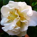 Rosa Del Photo 36