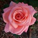 Leann Rose Photo 40