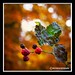 Jean Huff Photo 24