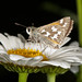 John Juba Photo 15
