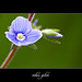 Veronica Small Photo 27