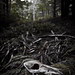 Forrest Hunter Photo 32
