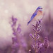 Gary Lavender Photo 17