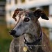 Cheryl Brindle Photo 14
