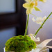 Laura Yee Photo 36