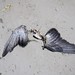 Barbara Wing Photo 31