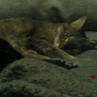 Brenda Engle Photo 2