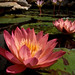 Autumn Greenberg Photo 20