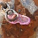 Rusty Powell Photo 36