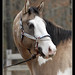 Justin Silvers Photo 25