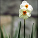 Rose Spruill Photo 14