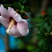 Rose Sharon Photo 41