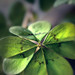 Patrick Fortune Photo 32