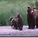 Patricia Bear Photo 28