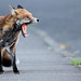 Wade Fox Photo 37