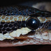 Peter Kyle Photo 36