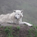 Dave Wolf Photo 41