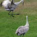 Joy Crane Photo 25