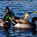 Paul Halliwell Photo 22