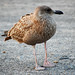 Billy Herring Photo 34