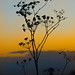 Dawn Hahn Photo 38