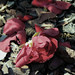 Rose Walton Photo 31