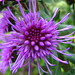 Patti Garland Photo 26