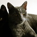 Ron Henry Photo 42