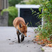 Freddy Fox Photo 23
