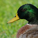 E Mallard Photo 12